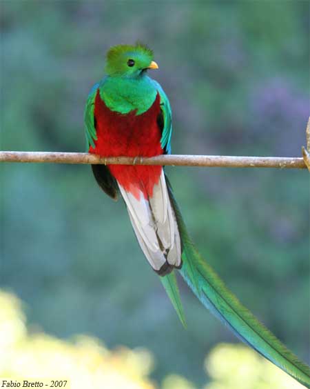 El Quetzal, Ave Nacional de Guatemala que habita en el Biotopo de Baja Verapaz. El Quetzal, Ave Nacional de Guatemala que habita en el Biotopo de Baja Verapaz.