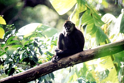 Mono entre la selva de Petén