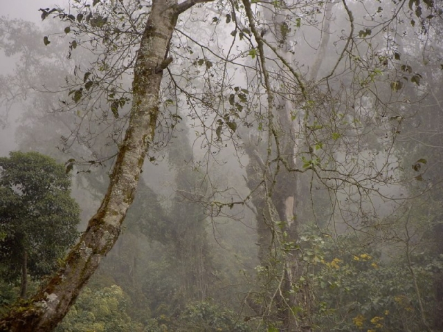 Bosque en Laguna de Chicabal