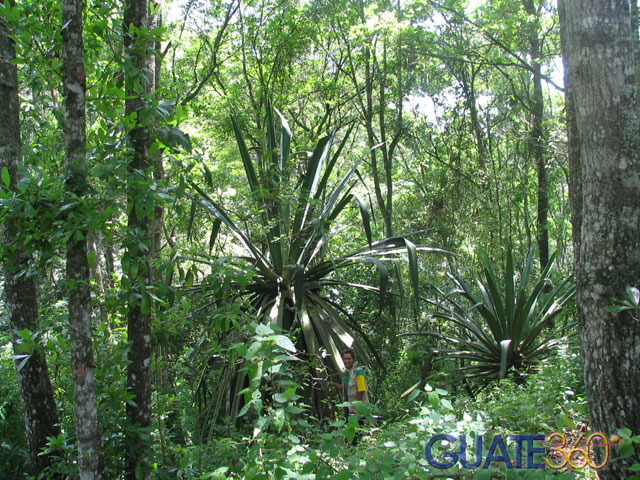 Plantas gigantes de Maguey