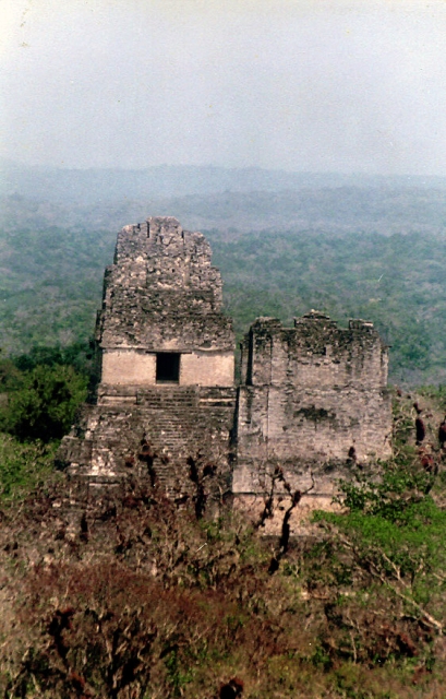 Gran Jaguar entre la jungla