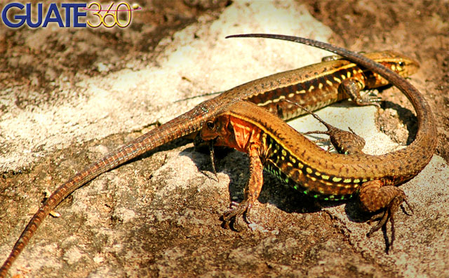 Reptiles en Atitlán
