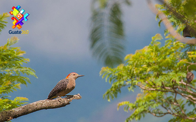 Pájaro Carpintero en Amatitlán, Guatemala