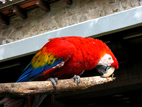 Hotel Casa Santo Domingo y sus guacamayas