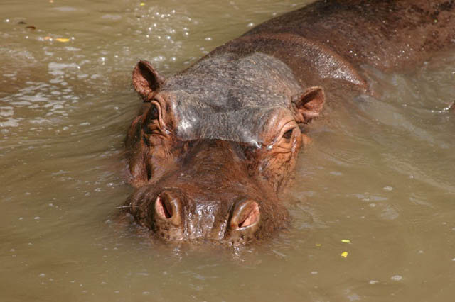 Hipopótamo en Auto Safari Chapín