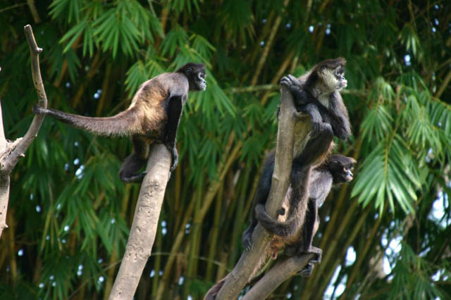 Monos en los árboles de Auto Safari Chapín