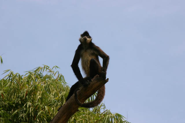 Mono observando al Auto Safari Chapín