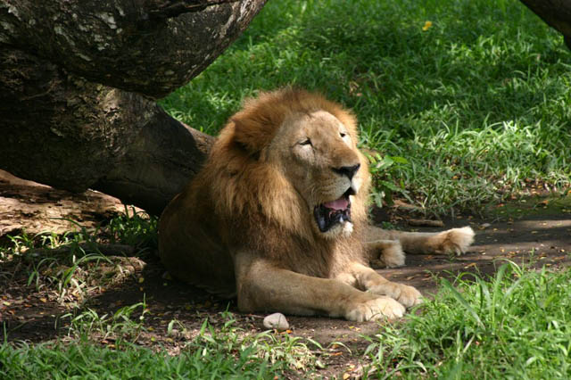 El rey de la selva en el Auto Safari Chapín (león)