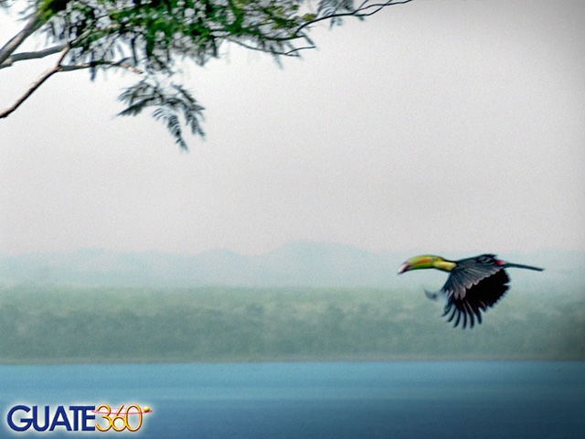 Tucan sobrevolando el Lago Peten Itza