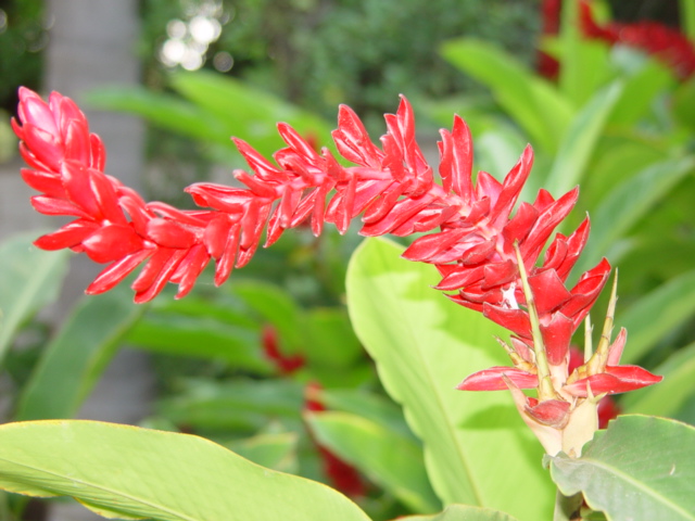 Jengibre Rojo