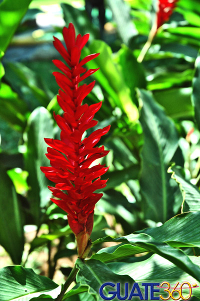 Exótica flor de intenso rojo
