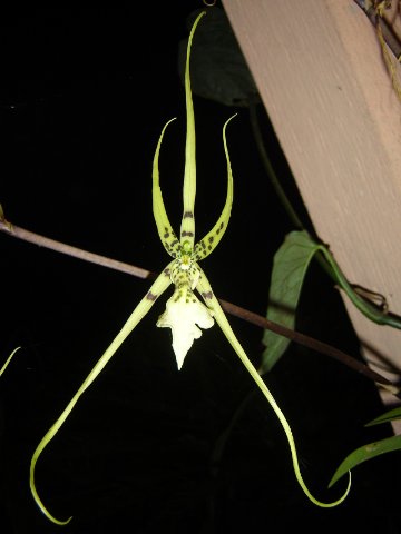 Orquidea