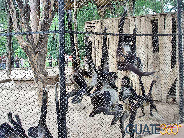 Monos en el Zoológico