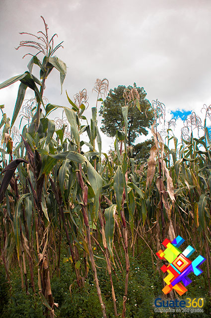Siembras de maíz en San Martín Jilotepeque