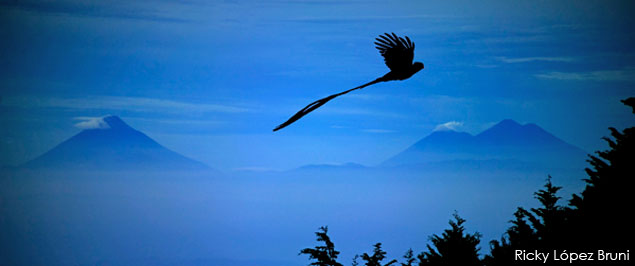 El Quetzal sobrevuela Guatemala - foto por Ricky López