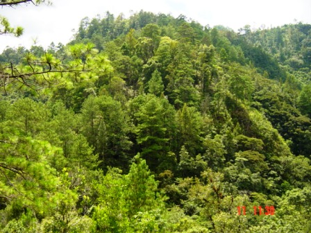 Bosque Pinabetes