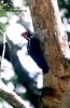 Pájaro carpintero que habita en Petén