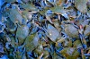 Coloridos cangrejos en Rio Dulce, Izabal