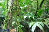 Bosque tropical húmedo típico de las Verapaces