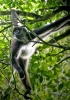 Mono Arana en la selva petenera, Tikal