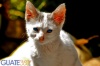 Gato de ojos azules en San Vicente Pacaya