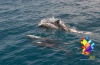 Delfines en Océano Pacífico de Guatemala