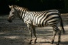 Zebra en Auto Safari Chapín