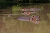 Hipopótamos en Auto Safari Chapín