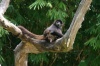 Mono descansando en los árboles del Auto Safari Chapín