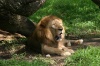 El rey de la selva en el Auto Safari Chapín (león)