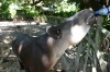 Un tapir, también conocido como "Danta", bebiendo agua