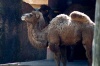 Camello en el Zoológico La Aurora de Guatemala