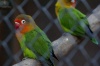 Loritos o periquitos... de todo en el Zoológico de Guatemala
