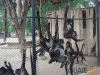 Monos en el Zoológico