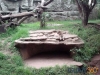 Puma en el Zoológico