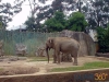 Elefante en el zoológico