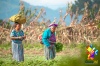 Señoras mayas rumbo al trabajo en Patzún, Chimaltenango