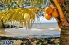 Cocos, palmeras, arena y mar