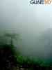 Vegetación tropical húmeda en  las Fuentes Georginas