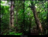 La selva de Peten, en Tikal