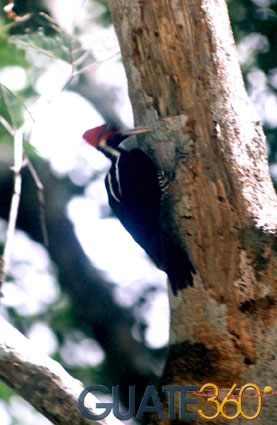 Pájaro carpintero que habita en Petén