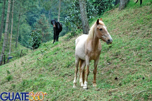 También es posible cabalgar por el parque