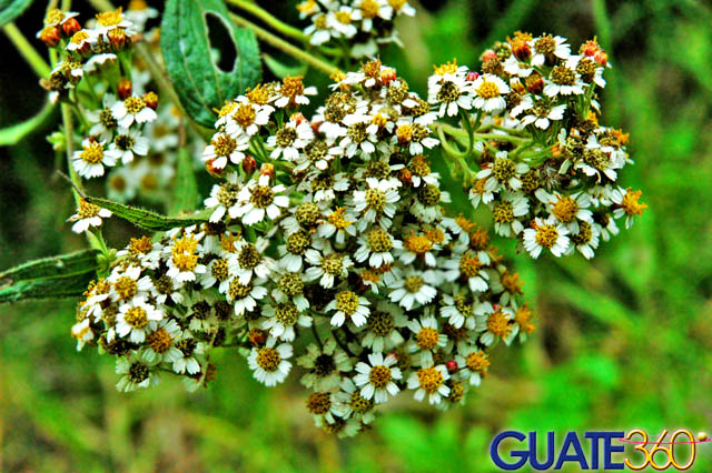 Belleza natural rebosante en la flora del parque
