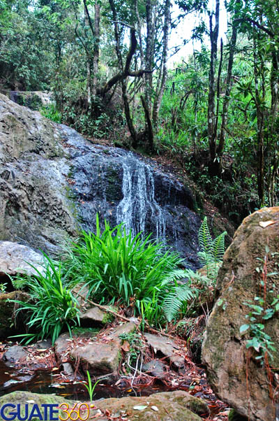 Las cascadas están inmersas en la hermosa flora del lugar