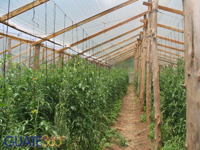 Plantaciones de Tomate y Chile pimiento