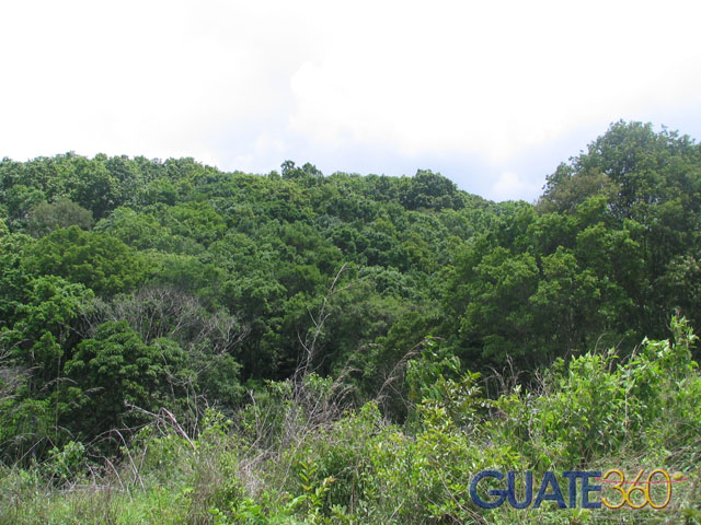 El bosque natural