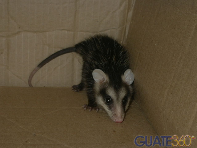 La mascota