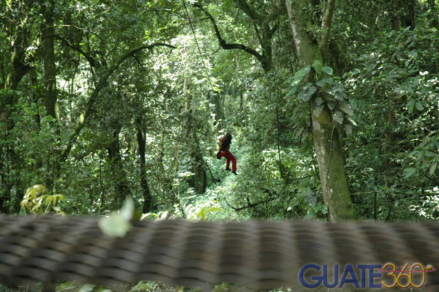 Viajando entre los árboles