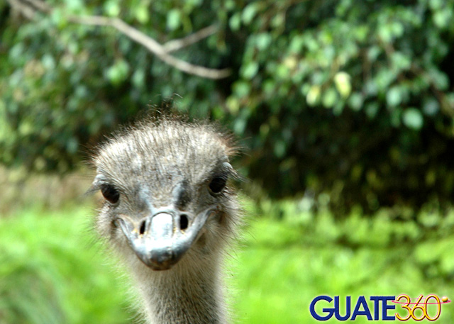 Curiosa avestruz en zoológico