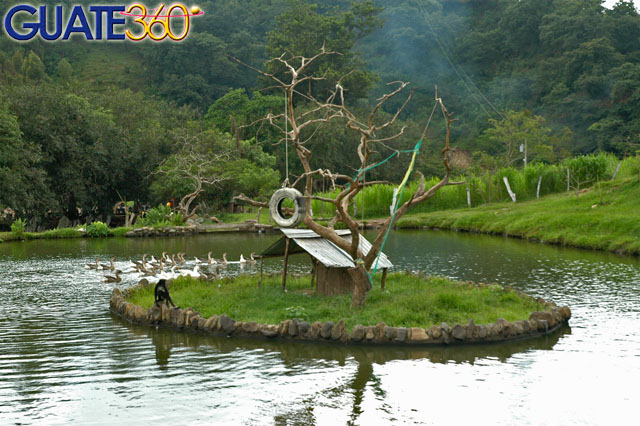 Mono araña en la isla de su laguna